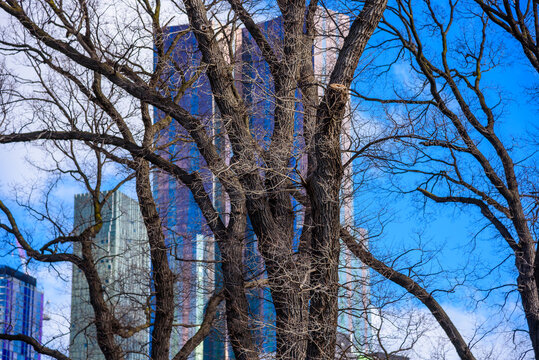 A heritage listed Elm tree stands in a boulevard planting in the inner Melbourne suburb of Carlton, rough bark of winter bare branches and trunk contrasted against sleek skyscrapers and a blue sky.
