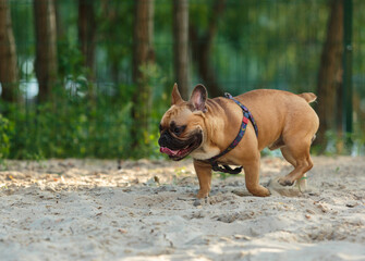 Big cute red french bulldog walking in the green park.  Bulldog on the sand.