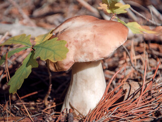 A big edible mushroom in the autumn forest. Picking mushrooms time.