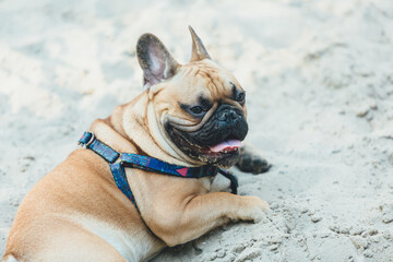 Big cute red french bulldog walking in the green park.  Bulldog on the sand.