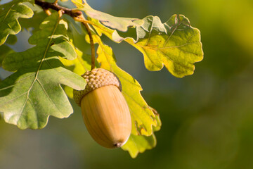 Ripe acorn on an oak branch. Walk in the forest on a sunny autumn day.