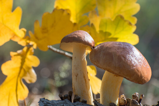 Picking mushrooms in the autumn forest. Ripe Slippery jack (Suillus luteus) on a background of oak leaves.