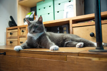 Gata gris mimada acostada posando en escritorio con ojos verdes mirando fijamente expresiones...