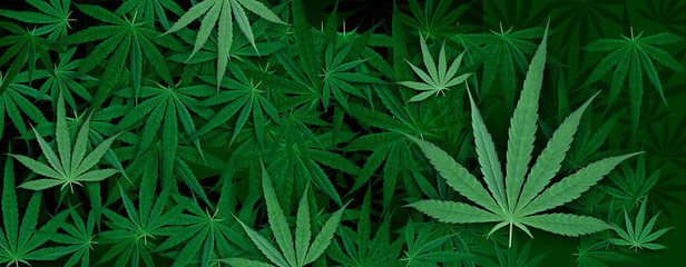 Naklejka na ściany i meble Marijuana leaf, green color background. Decorate for ad, poster, template print, artwork 