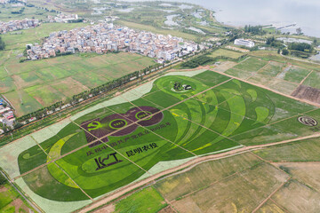 Colorful rice fields in Yunnan, China