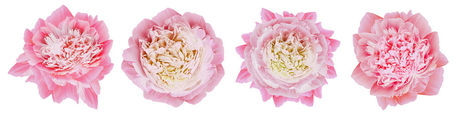 set pink peonies  flowers on  white  isolated background with clipping path. Closeup. For design. Nature.