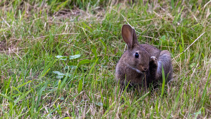 ein Kaninchen auf einer grünen Wiese
