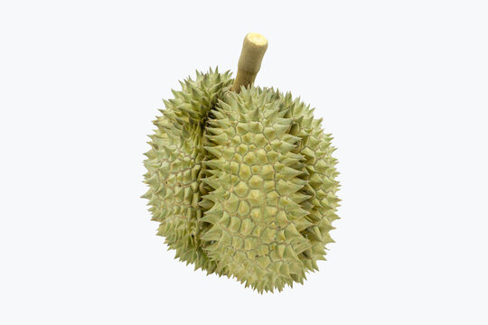 Durian fruit, the king of fruits at South East Asia. Durian on white background.