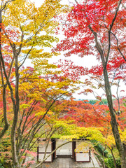 idyllic garden in Arashiyama, Kyoto, Japan in autumn season