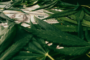 The cannabis plant on US dollars.  Money with marijuana leaves.