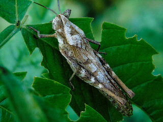 grillo en la sierra nevada de Santa Marta