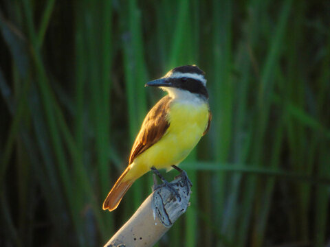 percha en la tarde de chichafr&iacute;a (bichofue) Pitangus sulphuratus