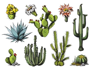 Foto op Canvas Blooming cactuses and succulents colored engraving vector illustration isolated. © sabelskaya