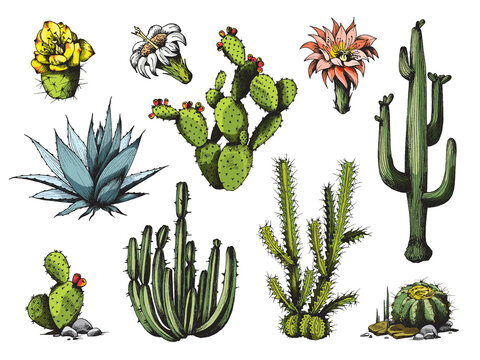 Blooming cactuses and succulents colored engraving vector illustration isolated.