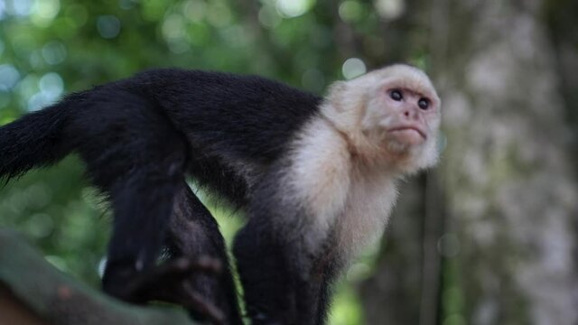 Slow motion movement shot of Panamanian white-faced capuchin monkey looking around