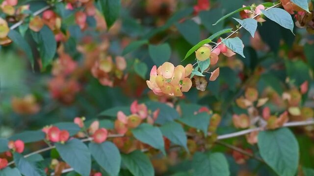 Selective focused of beautiful scrambling shrub, native to the sub-tropical Himalayas, flowers resemble conical Asian hats, Chinese Hat Plant, Holmskioldia Sanguinea swaying in the wind.