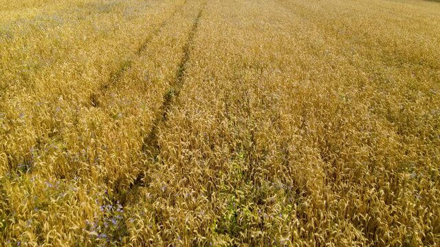 Organic Farmland With Golden Crops On Harvesting Season In Czeczewo, Poland. - Aerial Drone Shot