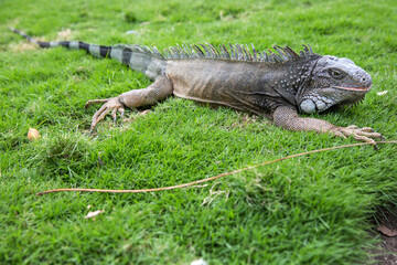 Wild iguana as seen in Parque seminario, also known as Parque de las Iguanas (Iguana Park) in Quito, Ecuador.