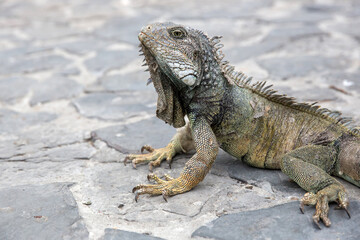 Wild iguana as seen in Parque seminario, also known as Parque de las Iguanas (Iguana Park) in Quito, Ecuador.