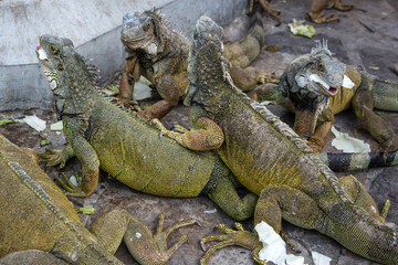 Iguanas in Parque seminario, also known as Parque de las Iguanas (Iguana Park) in Quito, Ecuador.