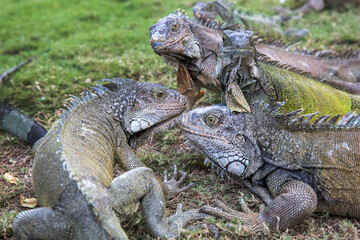 Iguanas in Parque seminario, also known as Parque de las Iguanas (Iguana Park) in Quito, Ecuador.