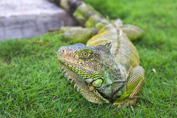 Wild iguana as seen in Parque seminario, also known as Parque de las Iguanas (Iguana Park) in Quito, Ecuador.