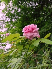pink roses in garden , rose , deshi rose , India rose
