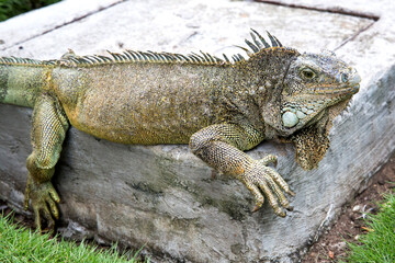 Wild iguana as seen in Parque seminario, also known as Parque de las Iguanas (Iguana Park) in Quito, Ecuador.
