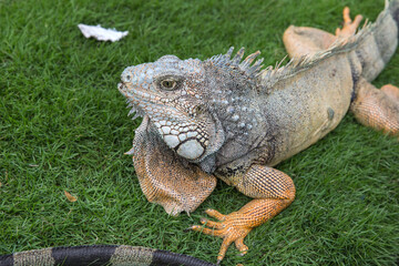 Wild iguana as seen in Parque seminario, also known as Parque de las Iguanas (Iguana Park) in Quito, Ecuador.