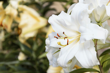 Beautiful white lily flowers on a flower bed