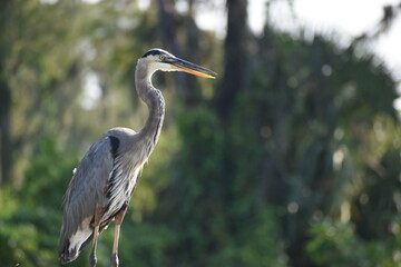 Great Blue Heron With Tongue Out