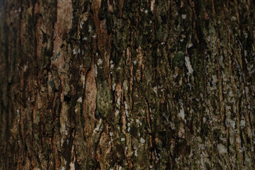 Wood texture. Tree trunk