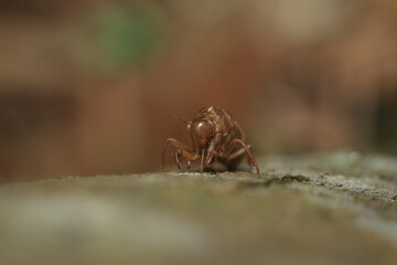 Skeleton of cicada on tree. Cicada
