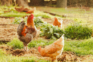 Large red rooster and chickens wandering in vegetable garden
