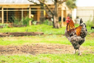 Large red rooster wandering in vegetable garden