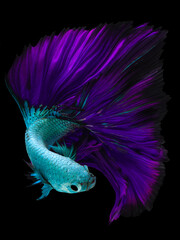 Beautiful movement of blue purple Betta fish, Rhythmic close up of Siamese fighting fish, Betta splendens, Halfmoon betta of Thailand on black background.