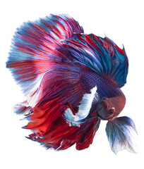 Beautiful movement of blue red Betta fish, Siamese fighting fish, Betta splendens isolated on white background.