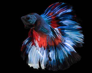 Close up of colorful Betta fish. Beautiful Siamese fighting fish, Multi color Betta splendens isolated on black background.