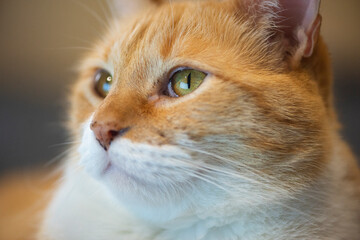 Gato anaranjado perfil mirando atentamente ojos verdes close up macro bigotes acercamiento