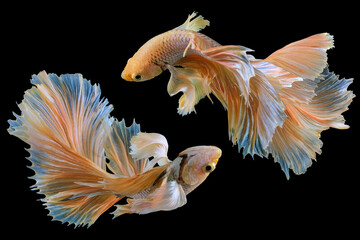 Beautiful movement of two yellow betta fish, Siamese fighting fish, Betta splendens isolated on black background, (Ikan Cupang), Studio shot.