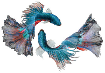 Fototapeta premium Beautiful movement of two blue green Betta fish, Siamese fighting fish, Betta splendens of Thailand on white background.