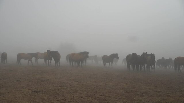 Footage of hucul stud in the mist.