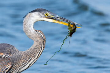 Great blue Heron eating a crawfish