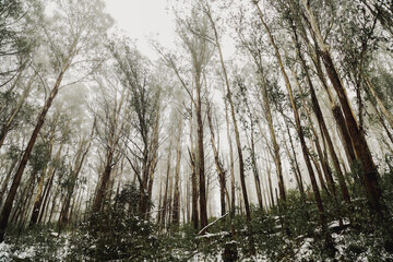 Beautiful Australian bush setting with snow and majestic gum trees. Winter at Mount Stirling, Victoria.