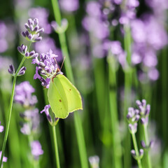 Beautiful yellow Gonepteryx rhamni or common brimstone butterfly on a purple lavender flower in a sunny garden.