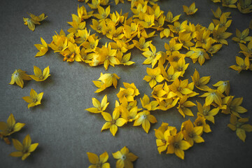 Many yellow buds and petals of garden flowers lie on a dark background