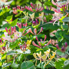 Pink Honeysuckle buds and flowers in the garden. Lonicera Etrusca Santi caprifolium, woodbine in...