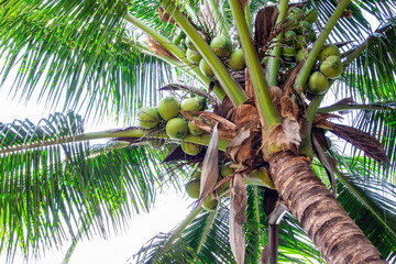 coconuts on the tree