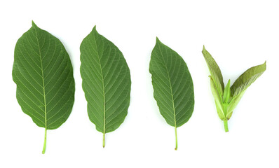 Top view of Mitragyna speciosa,kratom leaves isolated on white background