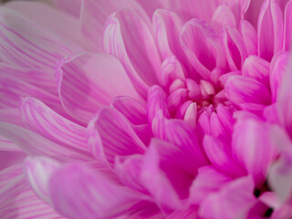 Fototapeta premium Purple pink flower petals, close up and macro of chrysanthemum, beautiful abstract floral background. Horizontal